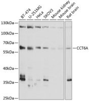 TCP1 zeta antibody