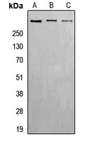 ATM (phospho Ser1981) antibody