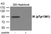 Insulin Receptor (phospho Tyr1322) antibody