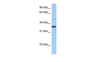FAM153B antibody, Internal