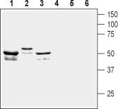 KCNF1 antibody