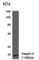 Elafin antibody [1A9]