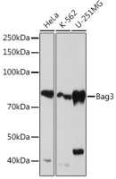 BAG3 antibody [GT1222]