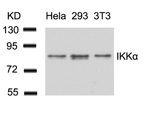 IKK alpha antibody