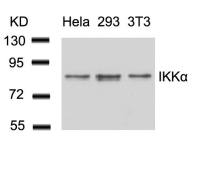 IKK alpha antibody