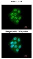 MLK1 antibody [N2N3]