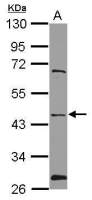 NMUR1 antibody