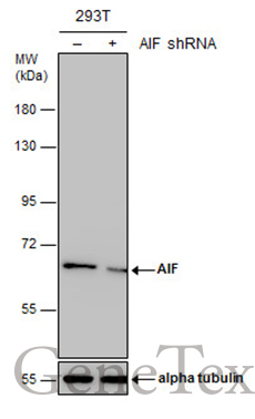 AIF antibody [N1N2], N-term