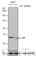 AIF antibody [N1N2], N-term