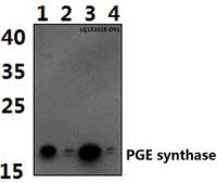 PTGES antibody