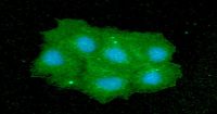 IMPA1 antibody [AT2G5]