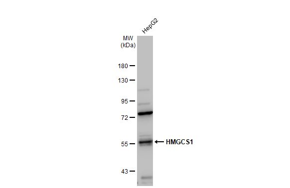 HMGCS1 antibody
