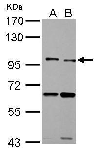 TLR5 antibody