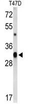 CD47 antibody, C-term