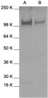 STAT2 antibody
