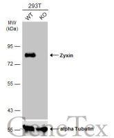 Zyxin antibody