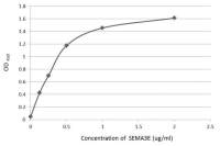 Semaphorin 3E antibody