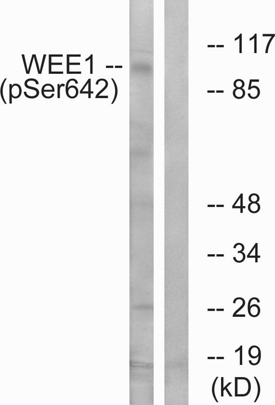 WEE1 (phospho Ser642) antibody