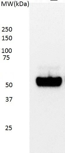p53 antibody [DO-7]