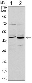 CD86 antibody [1B3]