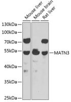 MATN3 antibody