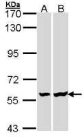 Lck antibody [N3C3]