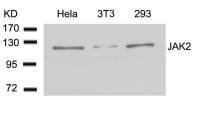 JAK2 antibody