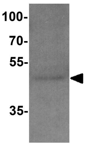 CD55 antibody