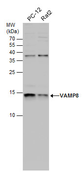 VAMP8 antibody