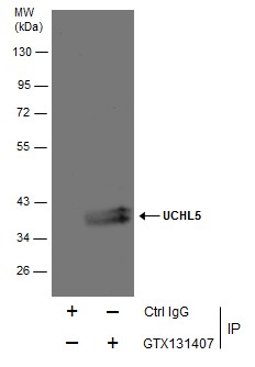 UCHL5 antibody