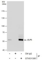 EasyBlot anti-Mouse IgG Kit (Optimized for Prot A/G)