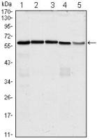 CDC25C antibody [1F12]