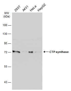 CTP synthase antibody [N1C1]