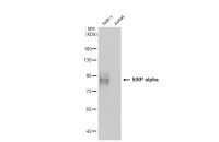 SIRP alpha antibody
