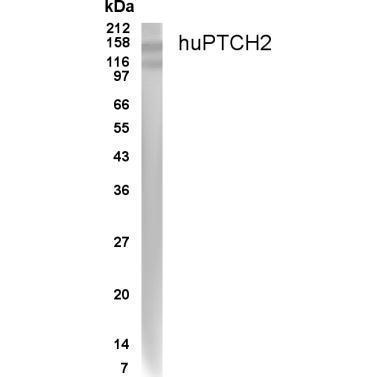 PTCH2 antibody