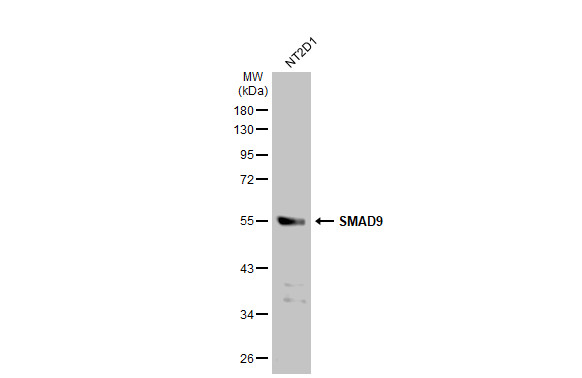 SMAD9 antibody