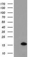 C15orf40 antibody [1D8]