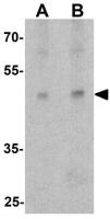 ATG4A antibody