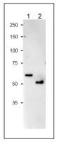NiR antibody
