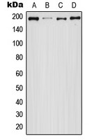 EGFR (phospho Ser1047) antibody