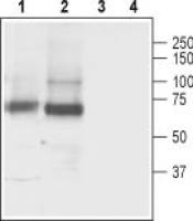 GAT3 antibody