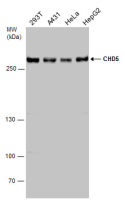 CHD5 antibody