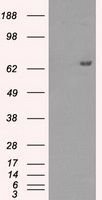 HDAC10 antibody [6D4]产品图