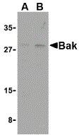 BAK antibody, N-term