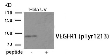 VEGF Receptor 1 (phospho Tyr1213) antibody