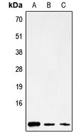ATP8 antibody