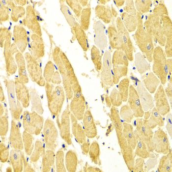 Carbonic Anhydrase III antibody