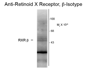 Retinoid X Receptor beta antibody [147]