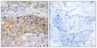 USP24 antibody