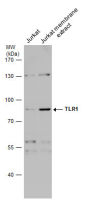 TLR1 antibody